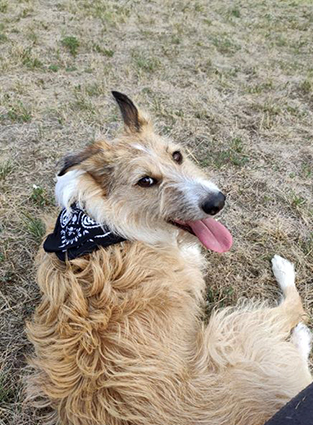 (63) - Lilie / Happy - Chienne de 2 ans griffon X fox de 12 kg - Sortie de fourrière ! Adoptée ! - Page 2 Image.num1579248841.of.world-lolo.com