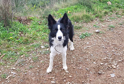 Lou et Choupette- chiots femelles borders de 2 mois- adoptées ensemble - Page 2 Image.num1580312983.of.world-lolo.com