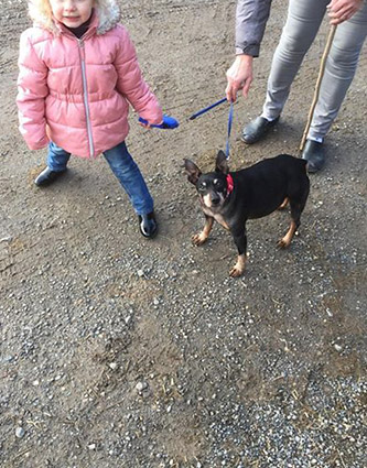 Bobby- pinscher de 10 ans- à l'adoption- adopté! décédé Image.num1580316228.of.world-lolo.com