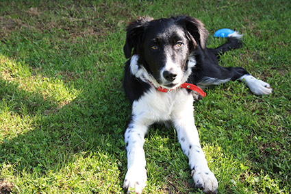 (48) - Flash - Chiot mâle border collie de 4 mois - Adopté -décédé... - Page 2 Image.num1580377732.of.world-lolo.com