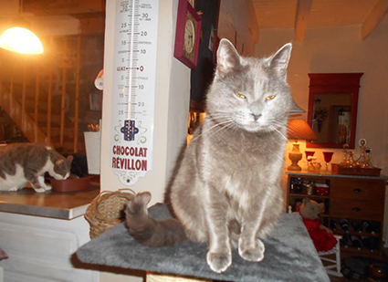 Ginny- chatonne grise de 7 semaines- à l'adoption- adoptée par sa FA Image.num1583483005.of.world-lolo.com