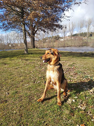 Petrus- mâle croisé beauceron noir et feu de 1 an- à l'adoption-adopté Image.num1583836628.of.world-lolo.com