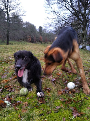 Petrus- mâle croisé beauceron noir et feu de 1 an- à l'adoption-adopté Image.num1583836653.of.world-lolo.com