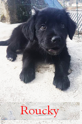 Roucky renommé Hodor-chiot mâle croisé labrador noir poil long de 2 mois- à l'adoption-adopté Image.num1583951139.of.world-lolo.com