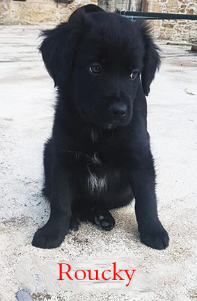 Roucky renommé Hodor-chiot mâle croisé labrador noir poil long de 2 mois- à l'adoption-adopté Image.num1583951168.of.world-lolo.com