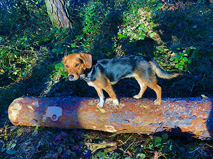 Oushka- chiot femelle de 2 mois croisée beagle- adoptée Image.num1584691414.of.world-lolo.com