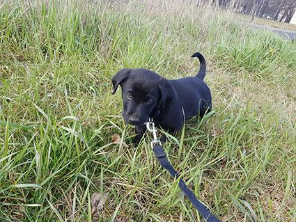 Rox1 - chiot mâle croisé labrador noir de 2 mois- retour à l'adoption-adopté Image.num1585056967.of.world-lolo.com