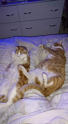 (48) -Jin et Macho - 2 chatons de 6 mois - adoptés ensembles - Page 3 Image.num1585642861.of.world-lolo.com