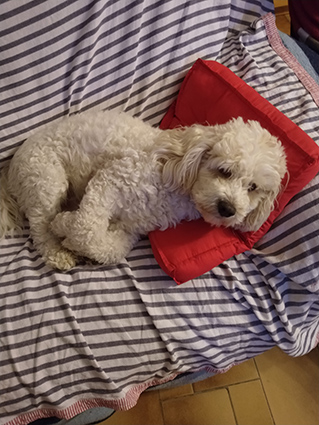 Djin-croisé bichon de 3 ans- adopté! Image.num1585812506.of.world-lolo.com