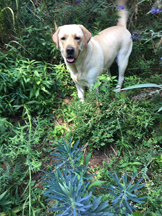 Baloo, mâle, 2 ans , x labrador adopté - Page 2 Image.num1586083148.of.world-lolo.com