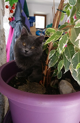 Plume- chaton femelle de 5 mois typée chartreux-à l'adoption-adoptée Image.num1586675966.of.world-lolo.com