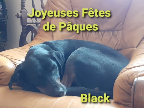 Black- croisé beauceron de 1 an et demi- adopté - Page 2 Image.num1586880076.of.world-lolo.com