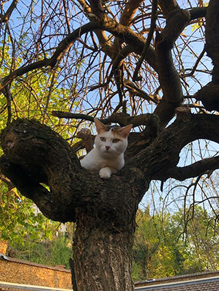 Princesse (et Moustache) -chaton femelle tricolore- à l'adoption-adoptés- - Page 2 Image.num1587022587.of.world-lolo.com