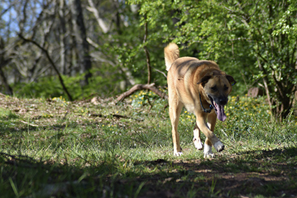 Snooky, 2 ans, gentil à l'adoption- adopté- - Page 3 Image.num1587303206.of.world-lolo.com