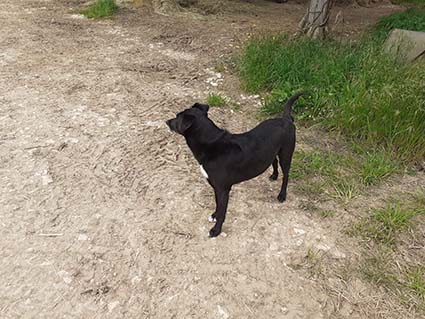 (48) - Lupin, chien mâle typé labrador de 1 an - Adopté ! Image.num1589036180.of.world-lolo.com