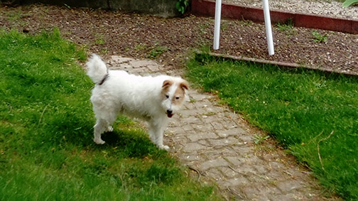 (48) - Flash - Chien mâle castré, X Fox Terrier de 4 ans - Adopté ! Image.num1589351846.of.world-lolo.com