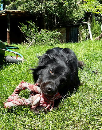 (48) - Djembé - Chiot typé border collie - 2 mois et demi - Adopté ! Image.num1590389222.of.world-lolo.com