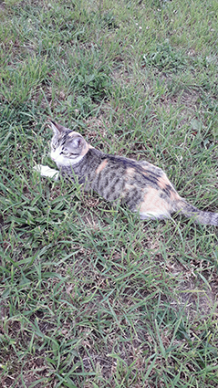 Bella- chaton femelle tigrée tricolore de 4 mois- à l'adoption-adoptée Image.num1591597832.of.world-lolo.com