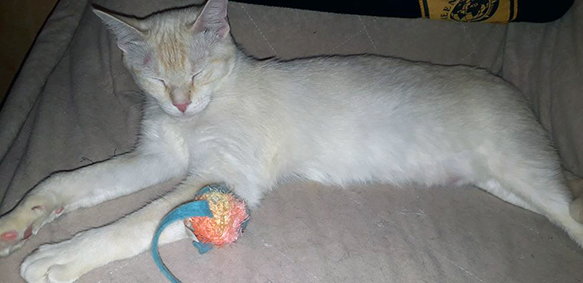 Pastel-chaton femelle blanche de 1 mois et demi- à réserver- adoptée Image.num1591600720.of.world-lolo.com