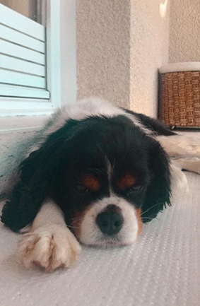 Loustick- mâle cavalier king charles de 3 ans ( et le chat Manhattan) -adoptés- Image.num1591683596.of.world-lolo.com