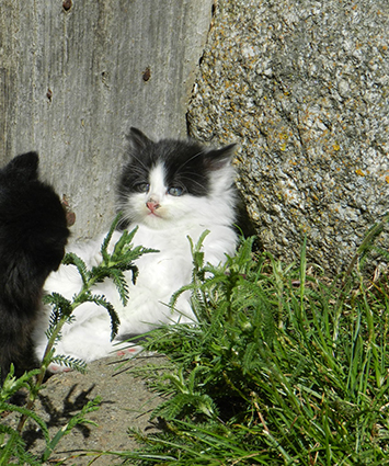 Indy renommée Ruby- chaton femelle noire et blanche de 2 mois- adoptée Image.num1591947094.of.world-lolo.com