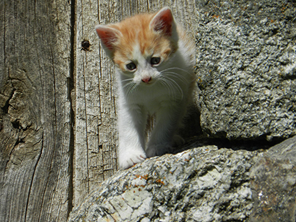 Igor- chaton mâle roux et blanc de 2 mois- adopté Image.num1591947541.of.world-lolo.com