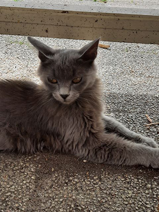 Plume- chaton femelle de 5 mois typée chartreux-à l'adoption-adoptée Image.num1593758021.of.world-lolo.com