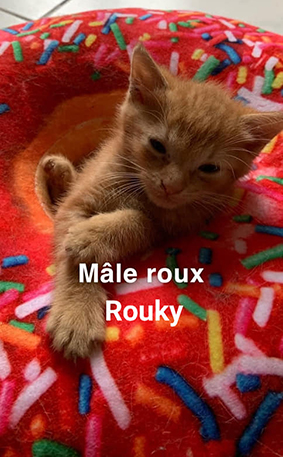 Roucky renommé Roméo- chaton mâle tigré roux de 3 mois- adopté Image.num1596176788.of.world-lolo.com