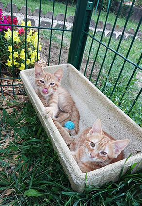 Satoshi et Kilari renommés Bonnie et Clyde- chaton mâle et femelle roux tigrés de 3 mois- adoptés Image.num1596952054.of.world-lolo.com