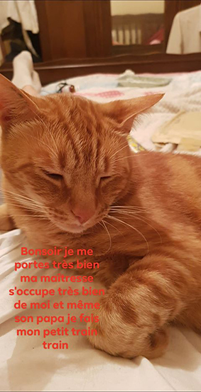 Garfield renommé Tigrou- chaton roux de 1 mois et demi- adopté Image.num1598076517.of.world-lolo.com