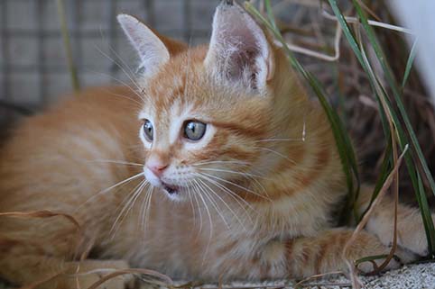 Shani- chaton mâle roux de 2 mois et demi- à l'adoption-adopté Image.num1600242489.of.world-lolo.com