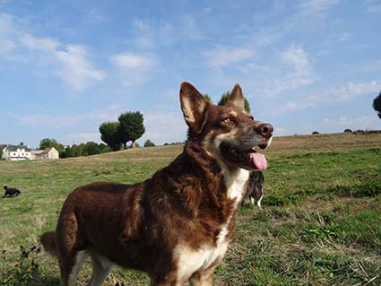 Kali- croisé Husky de 2 ans- adopté- Image.num1600271671.of.world-lolo.com