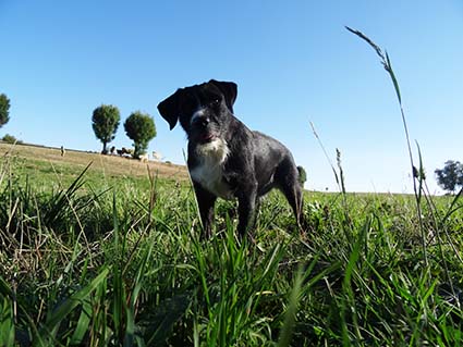  Gatchou- chiot femelle de 2 mois croisée labrador- adoptée- Image.num1600271771.of.world-lolo.com