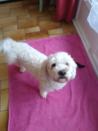 Djin-croisé bichon de 3 ans- adopté! Image.num1603185083.of.world-lolo.com