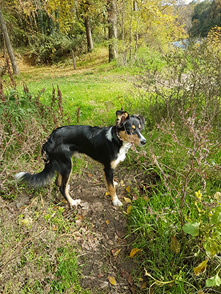 Raymond renommé Rouky- chiot border/australien tricolore de 3 mois- -adopté Image.num1604307146.of.world-lolo.com