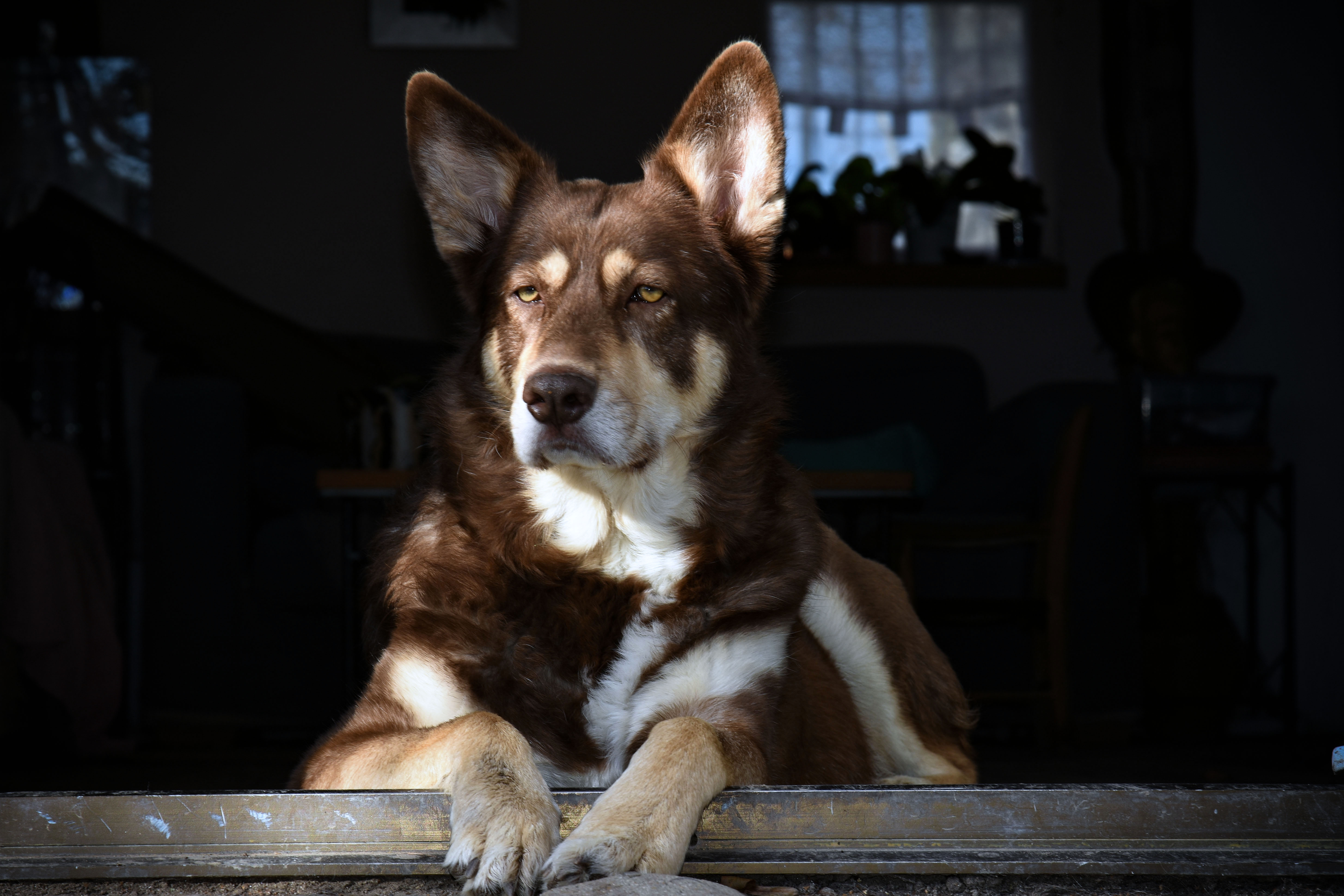 Kali- croisé Husky de 2 ans- adopté- Image.num1605105304.of.world-lolo.com