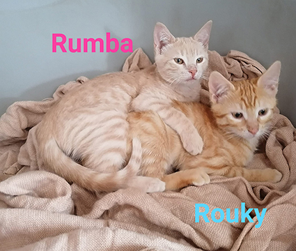 Rumba- chaton femelle crème tigrée de 2 mois- à l'adoption- adoptée-disparue Image.num1605170775.of.world-lolo.com