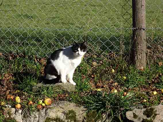 (48) - Mamounette - Chatte noire et blanche de 5 ans - Adoptée ! - Page 2 Image.num1606154108.of.world-lolo.com