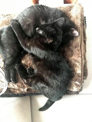 Rio et Roy- chatons mâles jumeaux  de 3 mois- à l'adoption-adoptés ensemble  Image.num1607073597.of.world-lolo.com