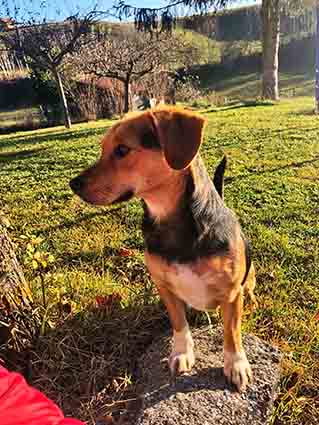 Oushka- chiot femelle de 2 mois croisée beagle- adoptée Image.num1607622863.of.world-lolo.com