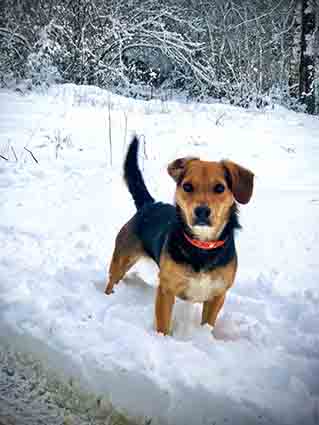 Oushka- chiot femelle de 2 mois croisée beagle- adoptée Image.num1607622900.of.world-lolo.com