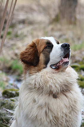 Pelops renommé Prosper- chiot mâle croisé St Bernard de 1 mois- adopté Image.num1608538899.of.world-lolo.com