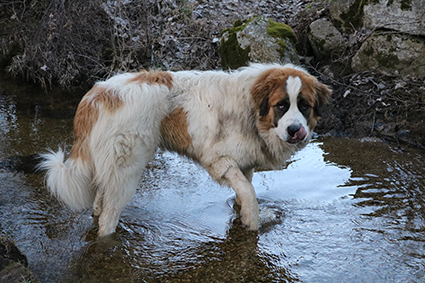 Pelops renommé Prosper- chiot mâle croisé St Bernard de 1 mois- adopté Image.num1608538939.of.world-lolo.com