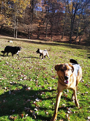 Petrus- mâle croisé beauceron noir et feu de 1 an- à l'adoption-adopté Image.num1608804266.of.world-lolo.com