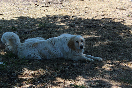 Pongo-mâle x patou de 2 mois- adopté- Image.num1609328414.of.world-lolo.com