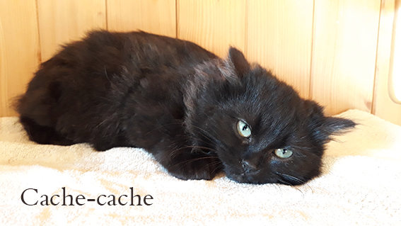 Cache-cache- chaton mâle noir de 5 mois- à l'adoption- adopté Image.num1611071673.of.world-lolo.com