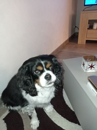 Loustick- mâle cavalier king charles de 3 ans ( et le chat Manhattan) -adoptés- Image.num1612079313.of.world-lolo.com