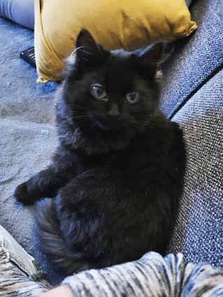 Cache-cache- chaton mâle noir de 5 mois- à l'adoption- adopté Image.num1612104826.of.world-lolo.com