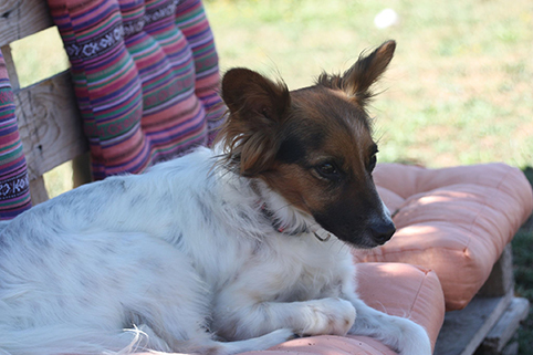 Oscar- chiot de 8 mois croisé jack /papillon- adopté par sa FA Image.num1612627485.of.world-lolo.com