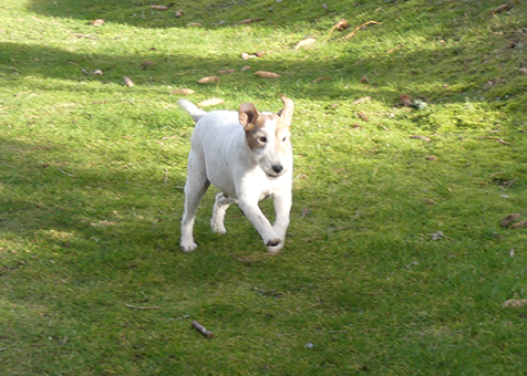 (48) - Flash - Chien mâle castré, X Fox Terrier de 4 ans - Adopté ! Image.num1613548616.of.world-lolo.com